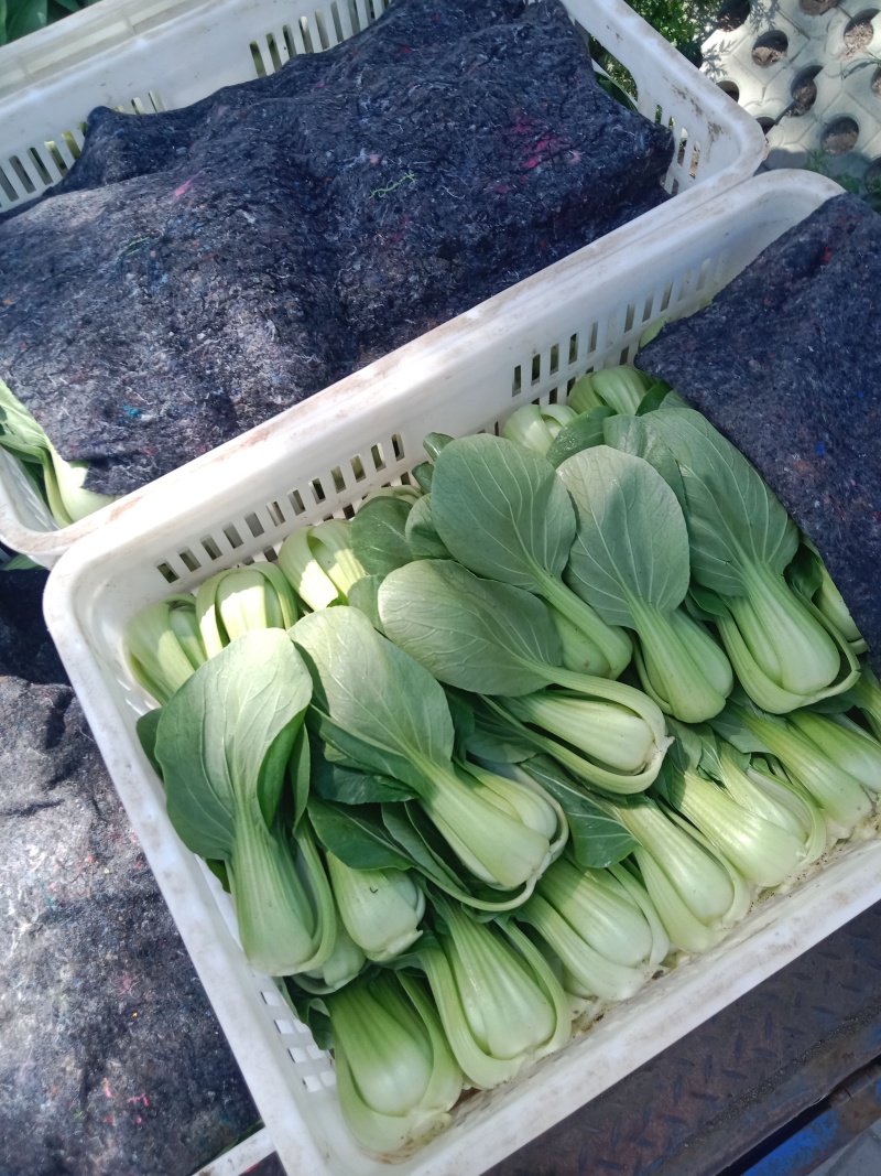 上海青叶菜