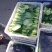 上海青叶菜