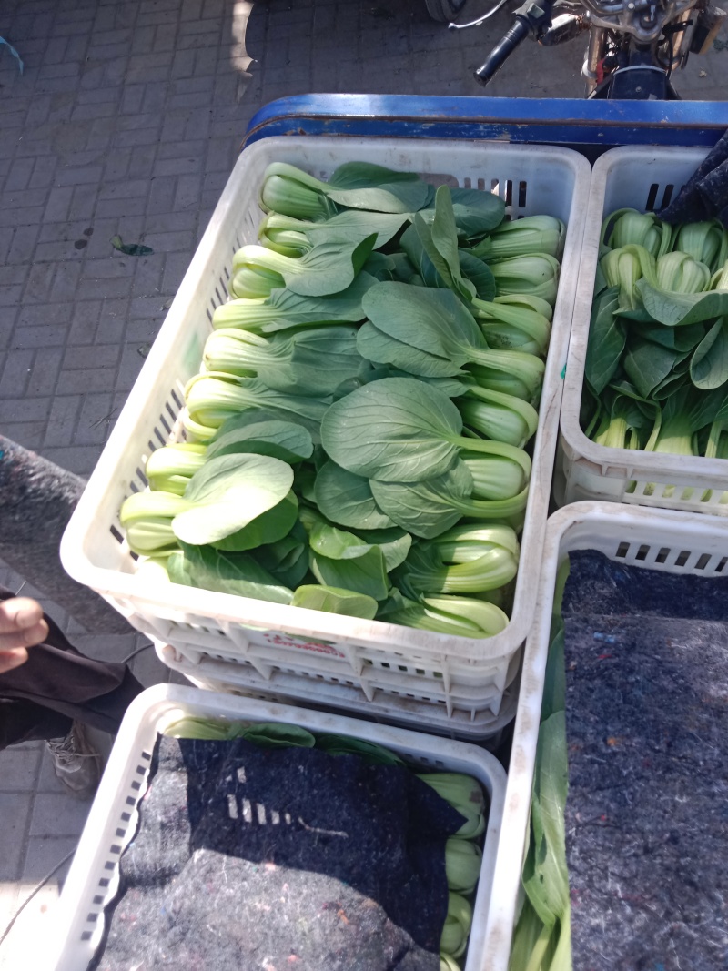 上海青叶菜