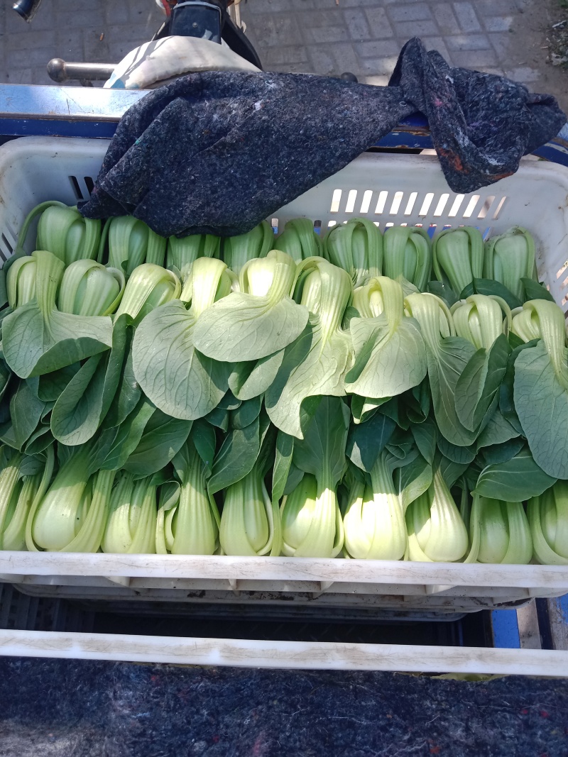 上海青叶菜