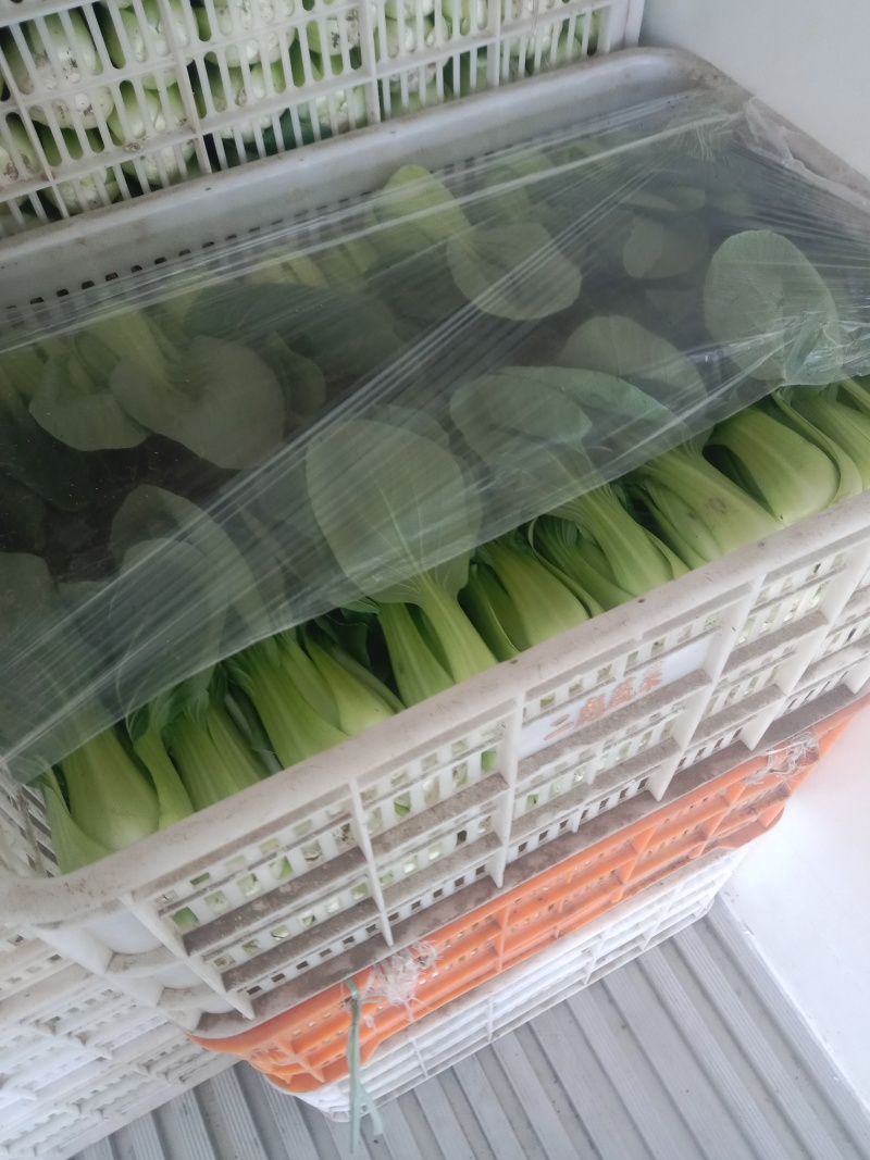 上海青叶菜