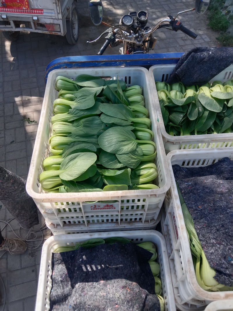 上海青叶菜