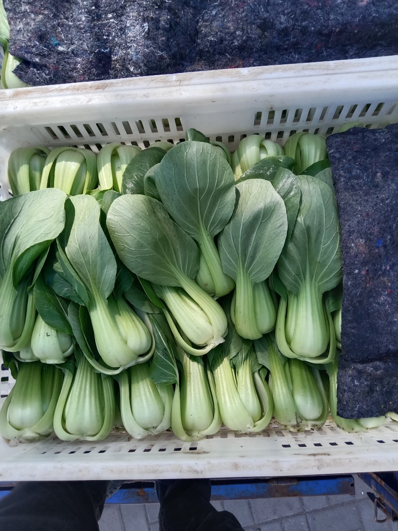 上海青叶菜