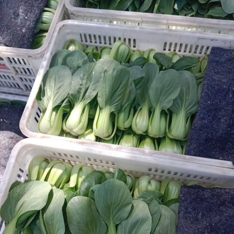 上海青叶菜
