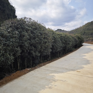 清场桂花树，几千棵，八月桂，丹桂