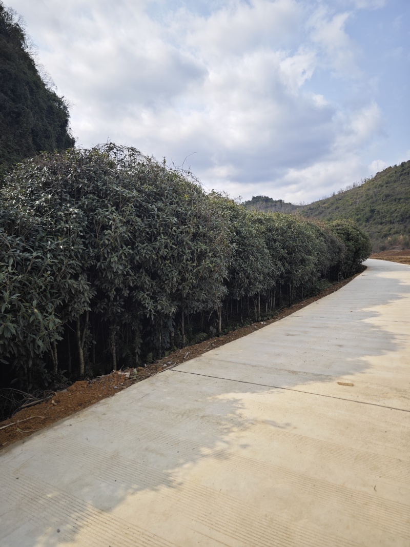 清场桂花树，几千棵，八月桂，丹桂