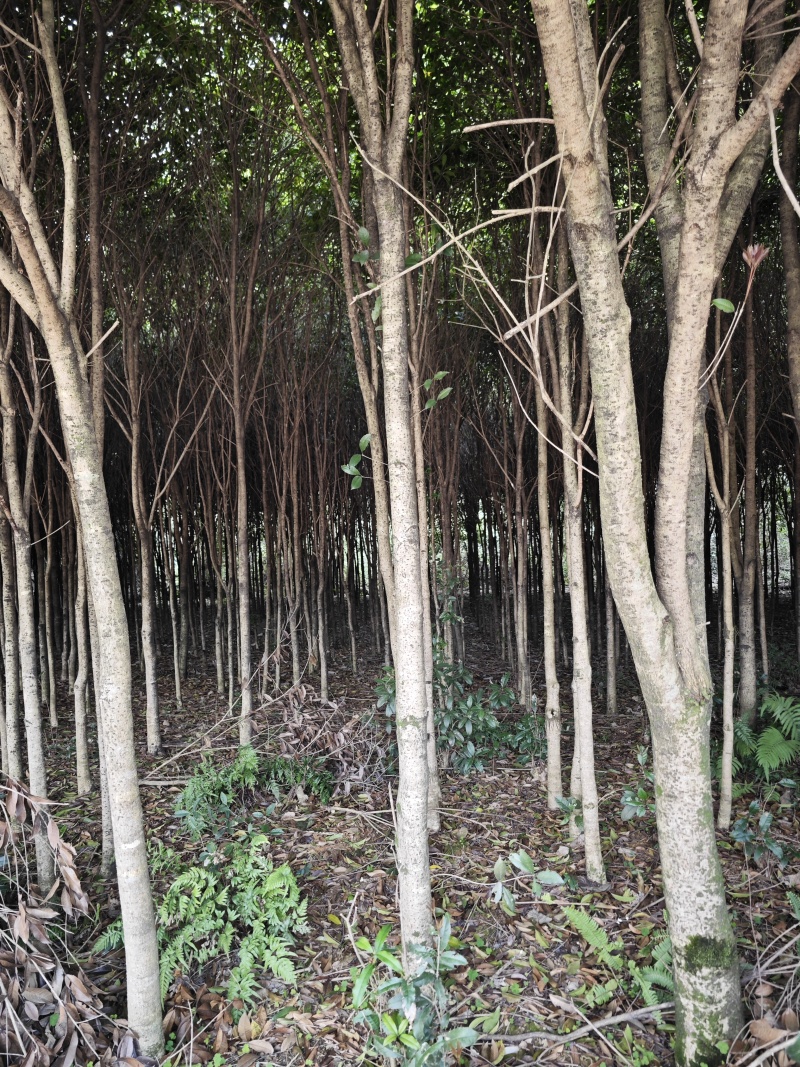 清场桂花树，几千棵，八月桂，丹桂