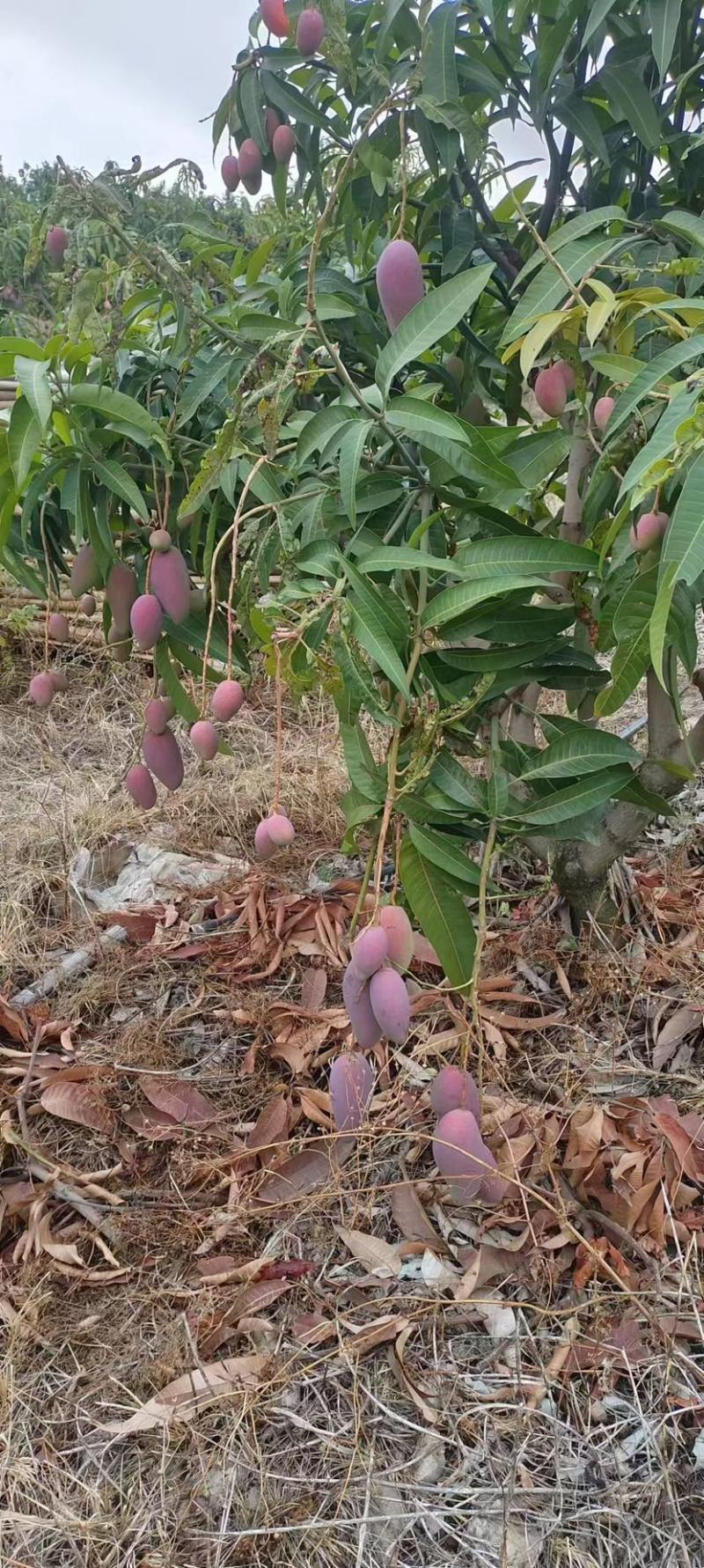 攀枝花贵妃芒果