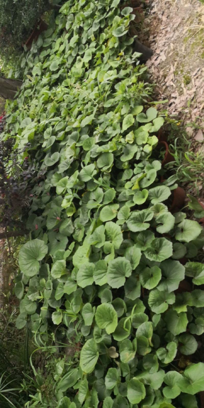 盆栽大吴风草
