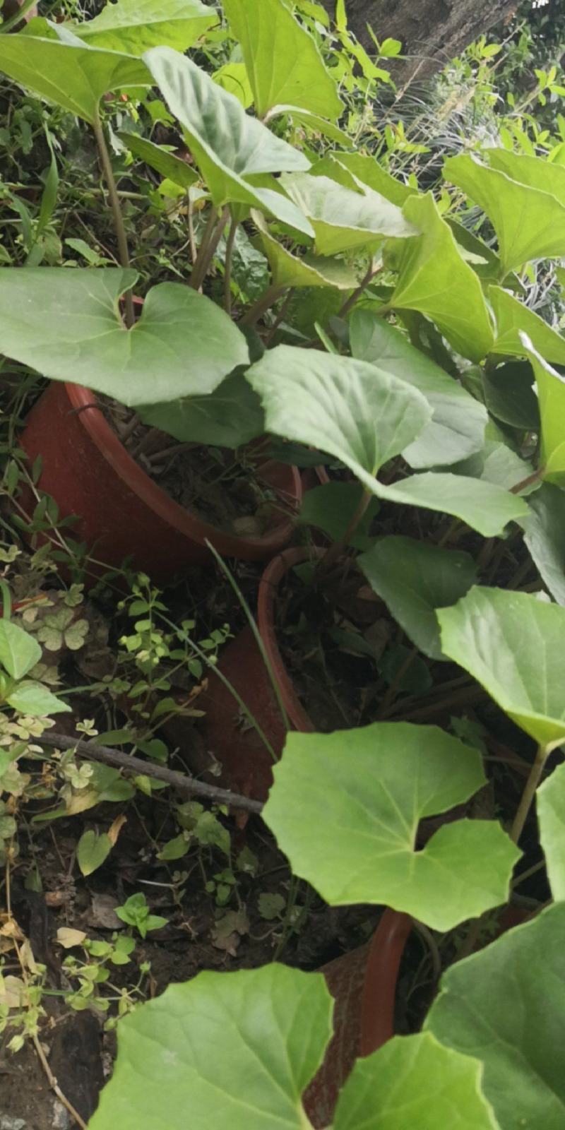 盆栽大吴风草