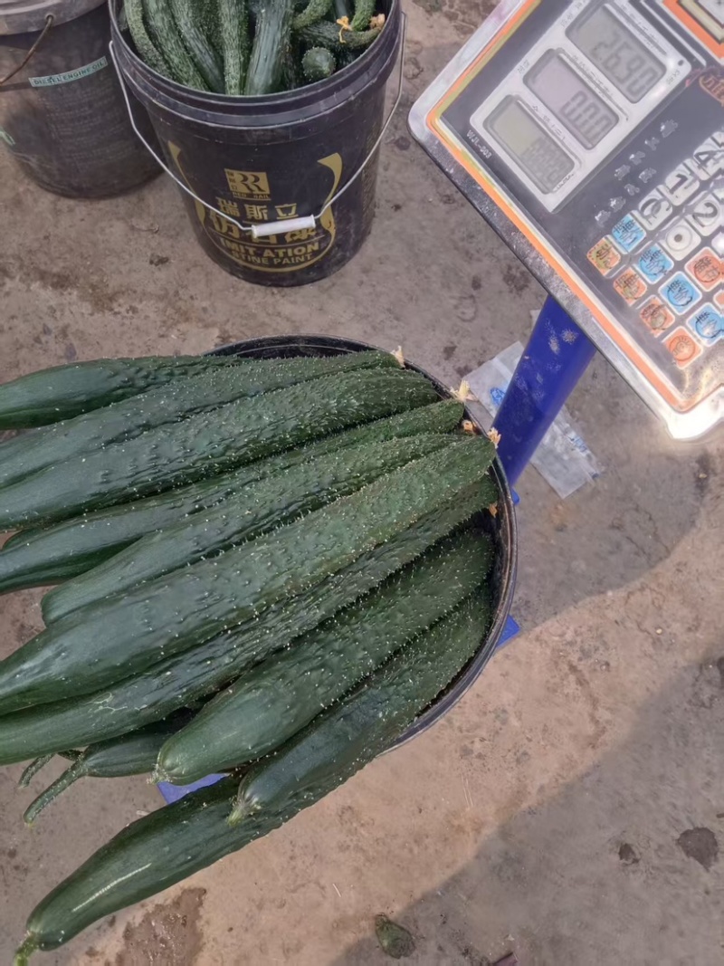 邯郸精品黄瓜保质保量大量有货，欢迎各地老板前来采购