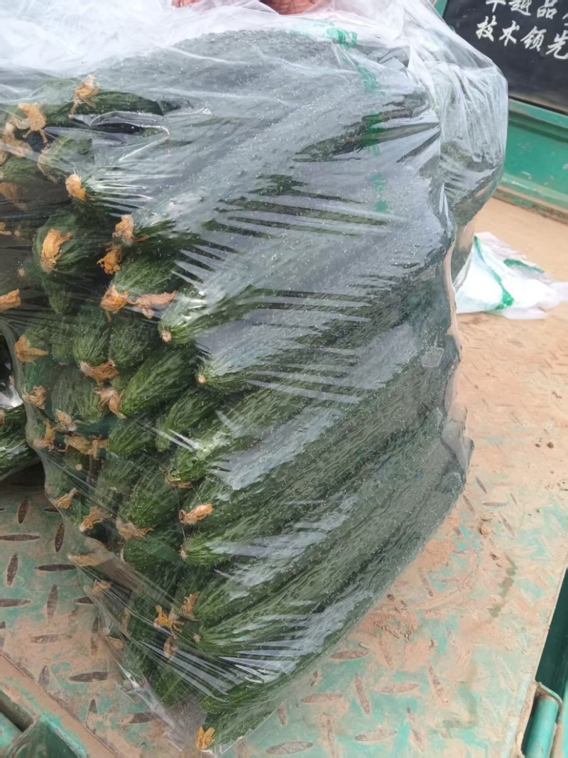 邯郸精品黄瓜保质保量大量有货，欢迎各地老板前来采购