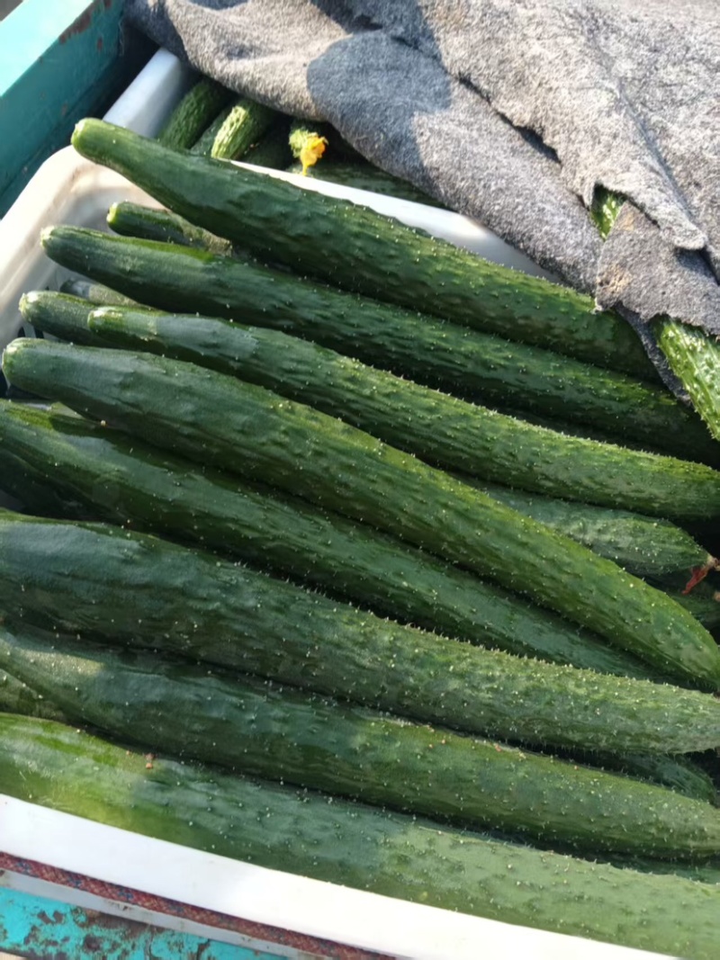 邯郸精品黄瓜保质保量大量有货，欢迎各地老板前来采购