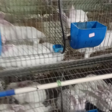 兔子肉兔