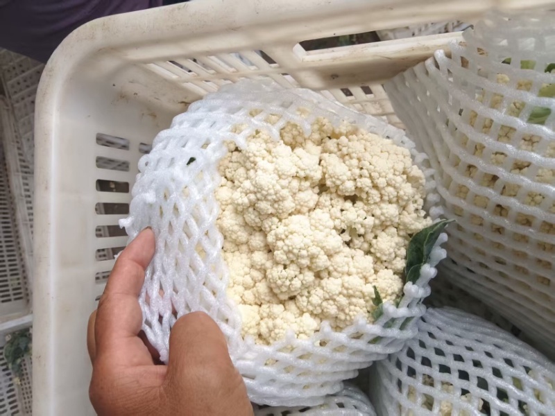 邯郸丛台精品花菜大量上市，产地直发，大量有货，欢迎订购