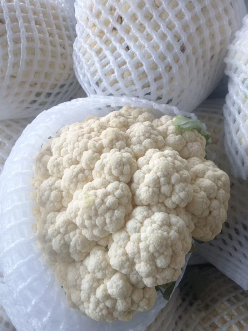 邯郸丛台精品花菜大量上市，产地直发，大量有货，欢迎订购