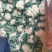 邯郸丛台精品花菜大量上市，产地直发，大量有货，欢迎订购