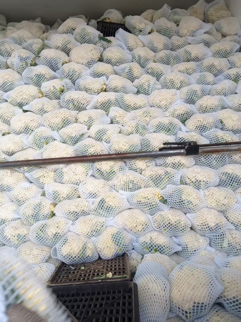 邯郸丛台精品花菜大量上市，产地直发，大量有货，欢迎订购