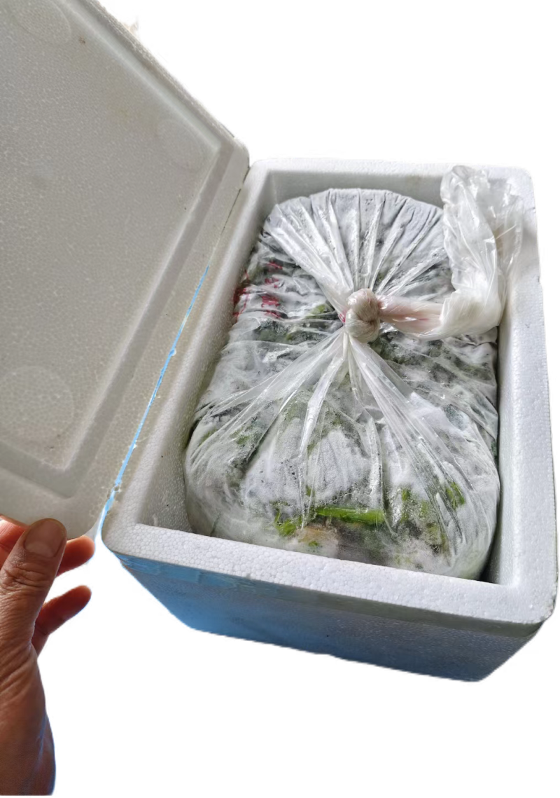 【泡菜】优质青咸菜批发