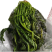 【泡菜】优质青咸菜批发