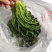 【泡菜】优质青咸菜批发