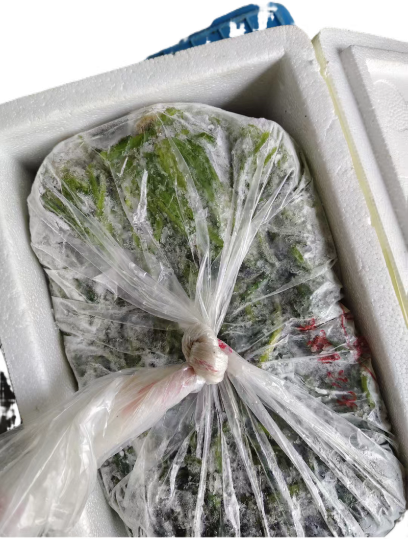 【泡菜】优质青咸菜批发