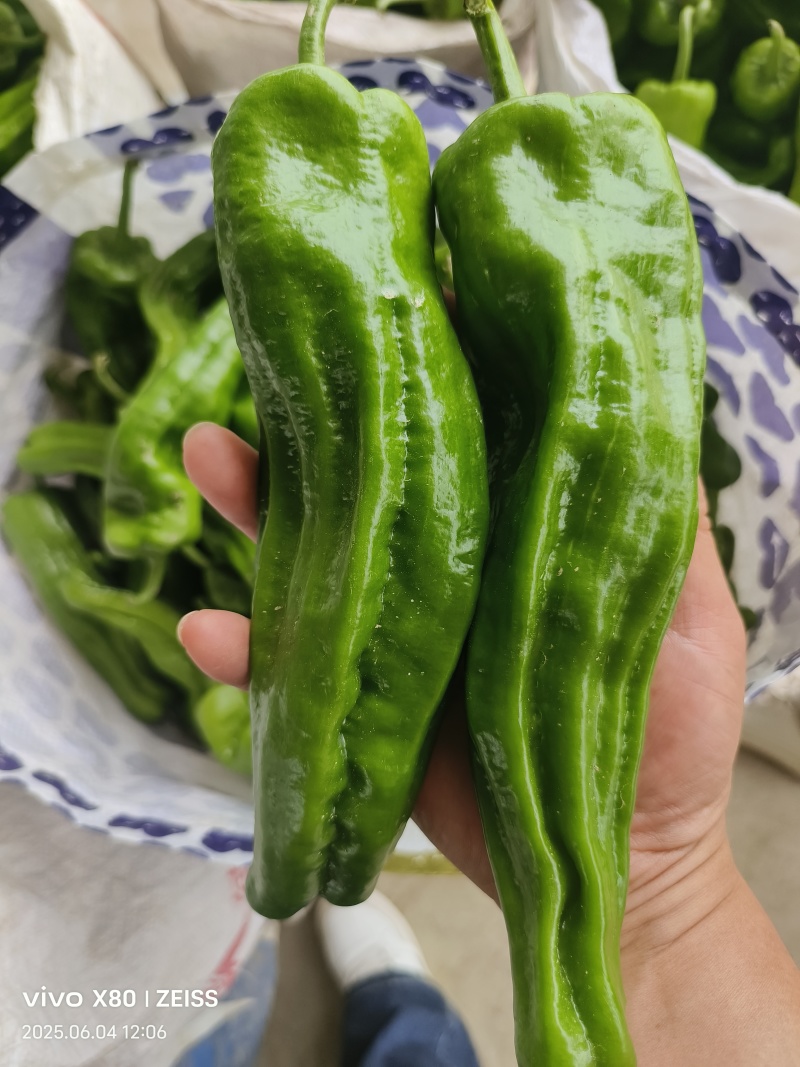 芜湖椒,，大量供应，都是一手货源，产地视频看货定货！