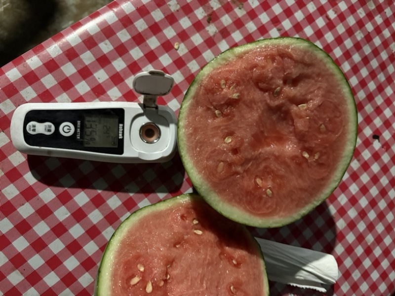 蜜童无籽西瓜