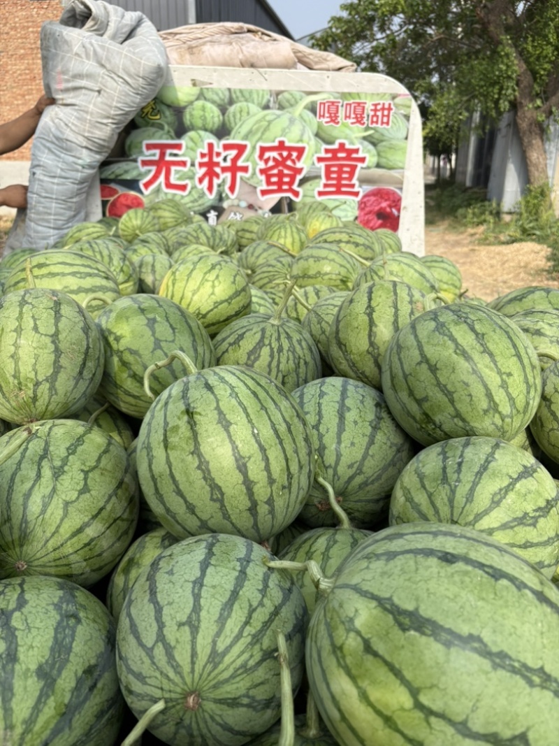 蜜童无籽西瓜