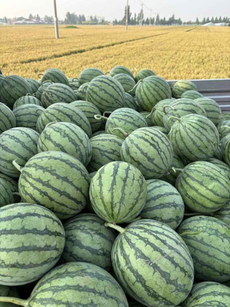 蜜童无籽西瓜