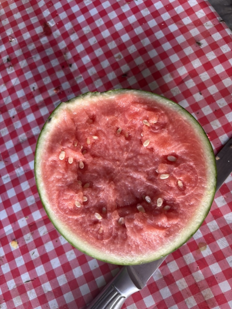 蜜童无籽西瓜
