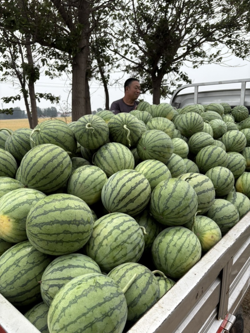 蜜童无籽西瓜