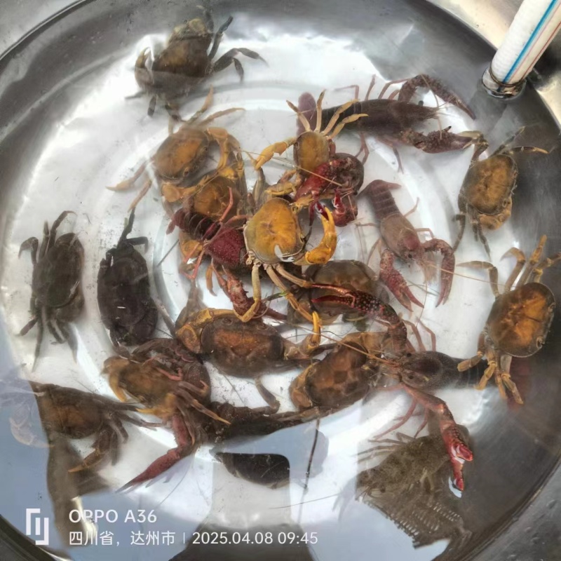 山虾辣山螃蟹