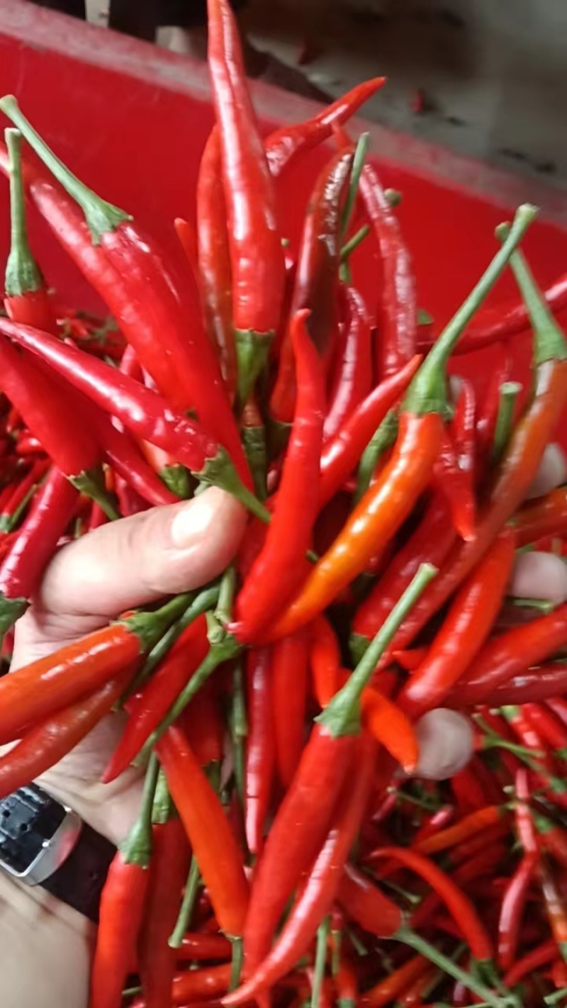 小米椒河南鲜辣椒，品种规格齐全，对接电商市场批发商