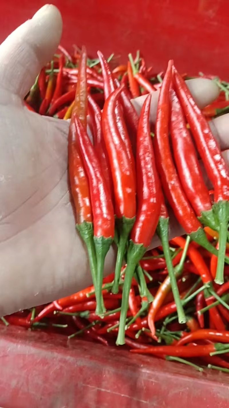 小米椒河南鲜辣椒，品种规格齐全，对接电商市场批发商