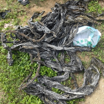 自产自销帮家人卖福建无沙干海带深海口感不错