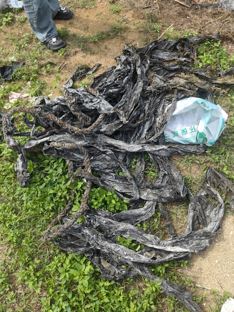 自产自销帮家人卖福建无沙干海带深海口感不错