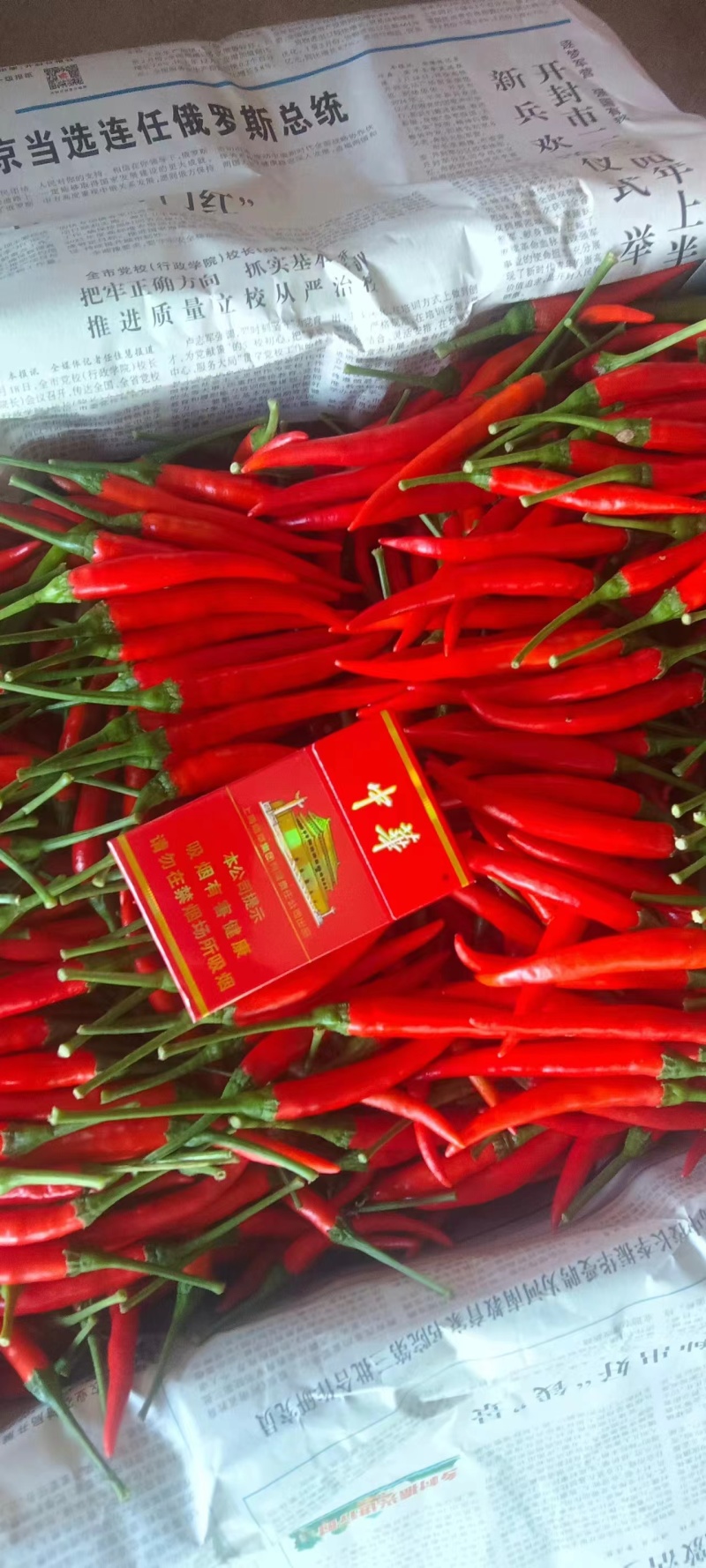 小米椒河南鲜辣椒，品种规格齐全，对接电商市场批发商