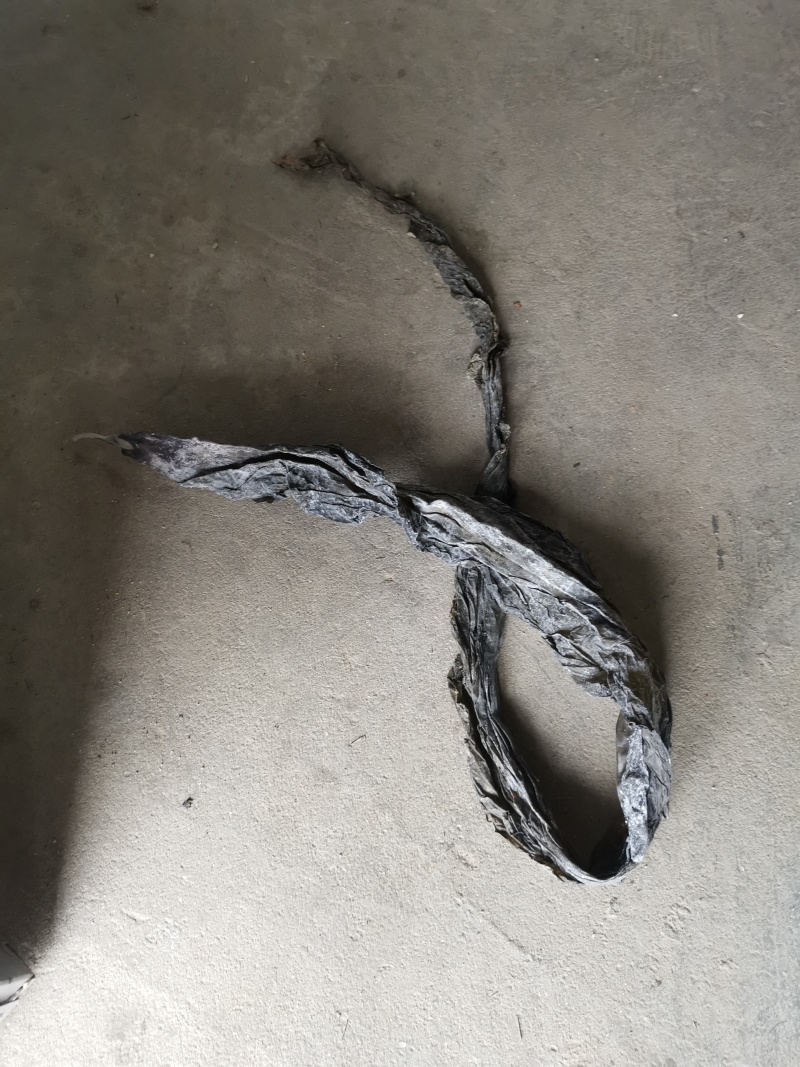 自产自销帮家人卖福建无沙干海带深海口感不错