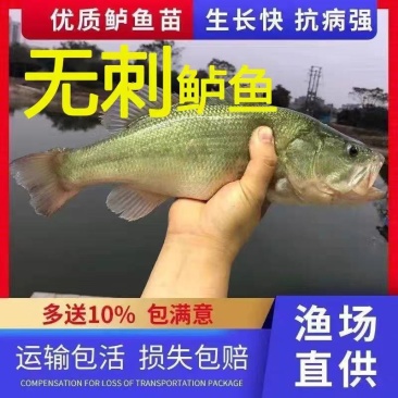 重庆精品鲈鱼苗生长速度快成活率高对接全国养殖户