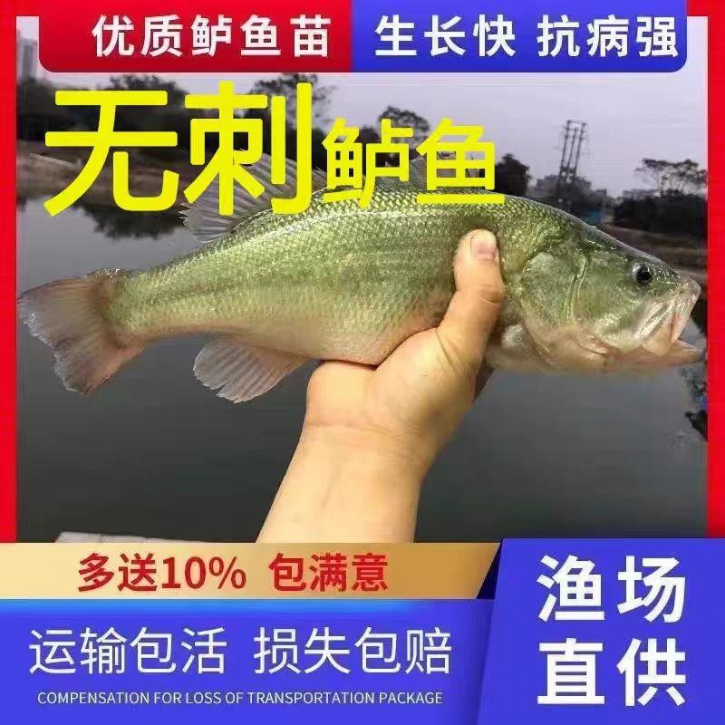 重庆精品鲈鱼苗生长速度快成活率高对接全国养殖户