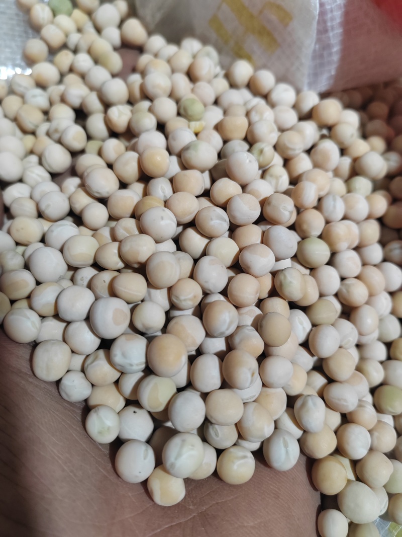 白豌豆云南本地白豌豆