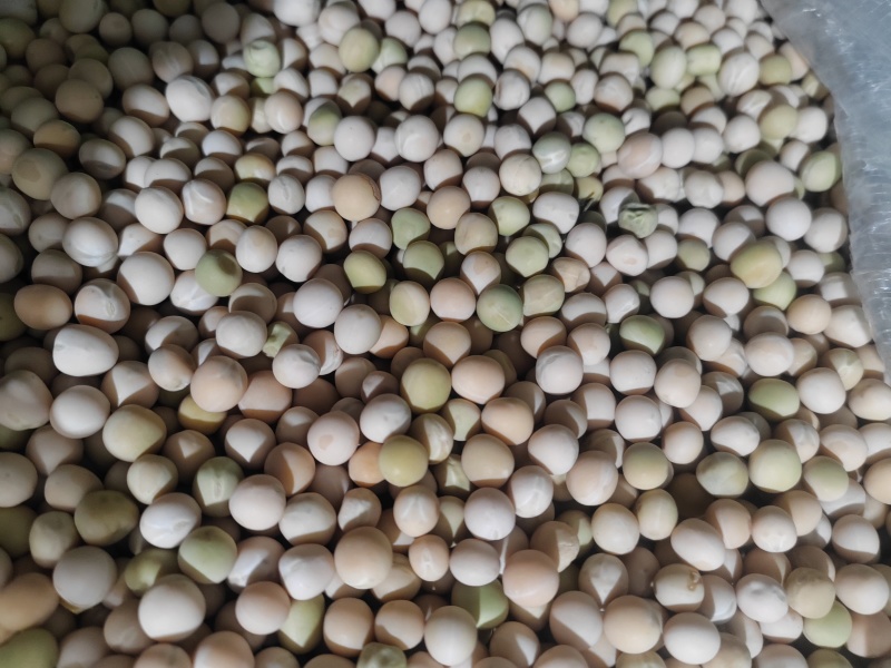 白豌豆云南本地白豌豆