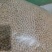 白豌豆云南本地白豌豆