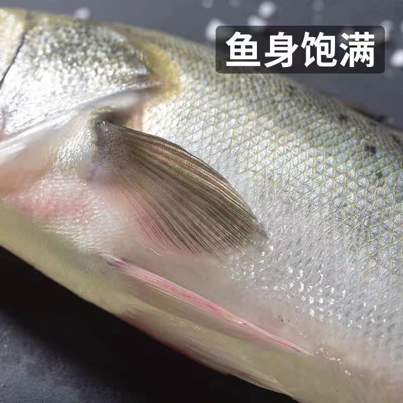 精品鲈鱼大量供应渔场直发新鲜货源品质上乘欢迎来电
