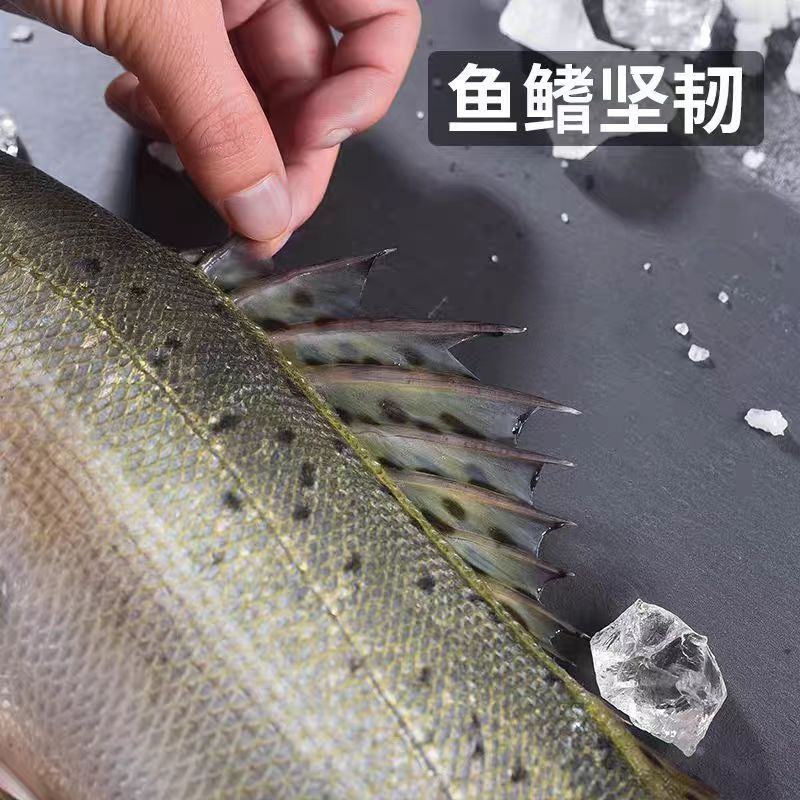 精品鲈鱼大量供应渔场直发新鲜货源品质上乘欢迎来电