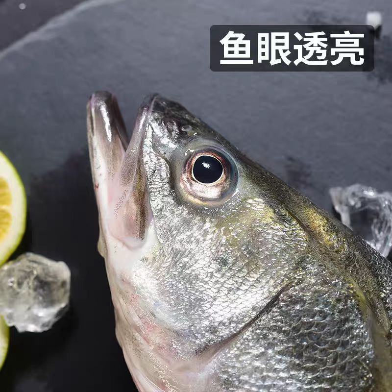 精品鲈鱼大量供应渔场直发新鲜货源品质上乘欢迎来电