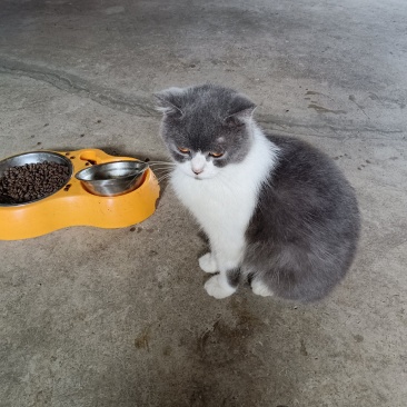 宠物猫