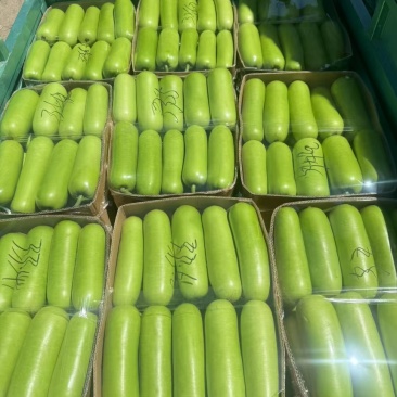 精品瓠子瓠瓜产地直供保质保量全国代发欢迎各大老板采购