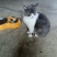 宠物猫